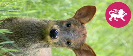 Abbildung: Geschenkverpackung Zoo 03